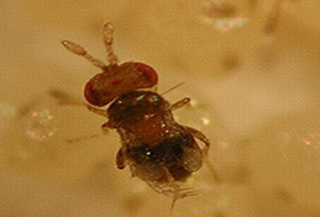 Trichogramma brassicae adult